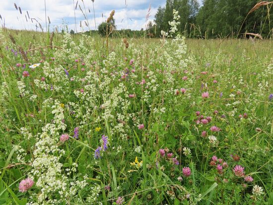 50 g – mēreni mitrs, mēreni auglīgs zālājs (sēklu maisījums Nr.1)